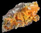 Bright Orange Wulfenite Cluster - Large Crystals #39140-1